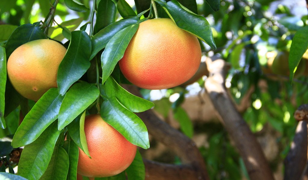 Обои природа, дерево, фрукты, цитрус, грейпфрут, nature, tree, fruit, citrus, grapefruit разрешение 4272x2848 Загрузить