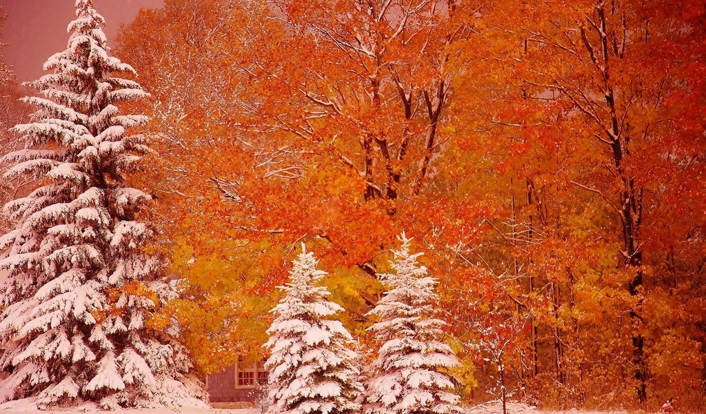 Обои деревья, снег, осень, ели, мичиган, мунизинг, trees, snow, autumn, ate, michigan, munising разрешение 2880x1812 Загрузить