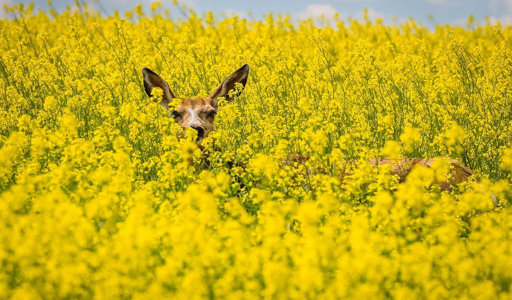 Обои поле, лето, косуля, рапс, field, summer, roe, rape разрешение 1920x1200 Загрузить