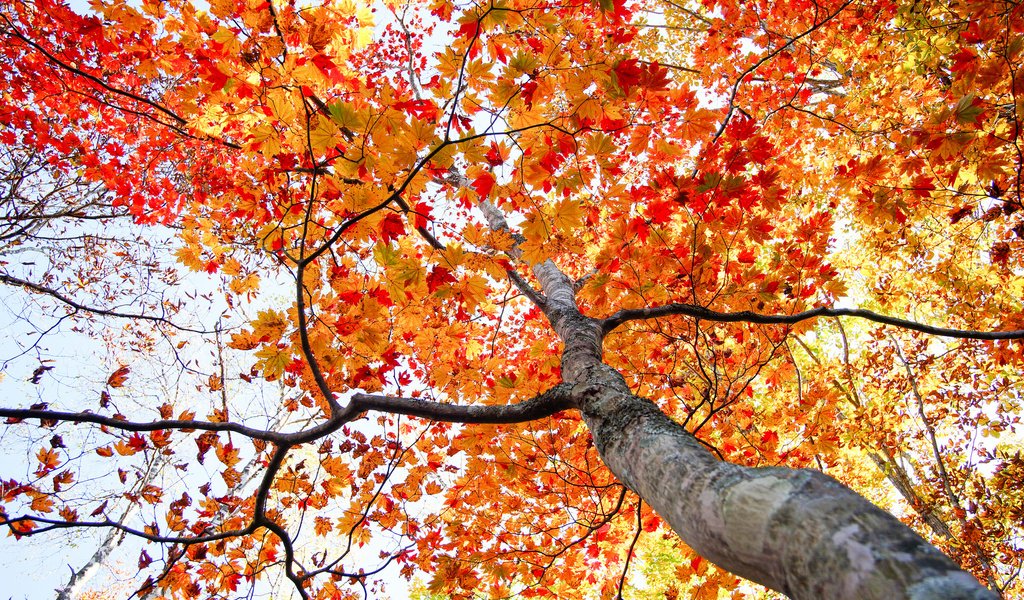 Обои дерево, листья, осень, ствол, tree, leaves, autumn, trunk разрешение 2048x1365 Загрузить