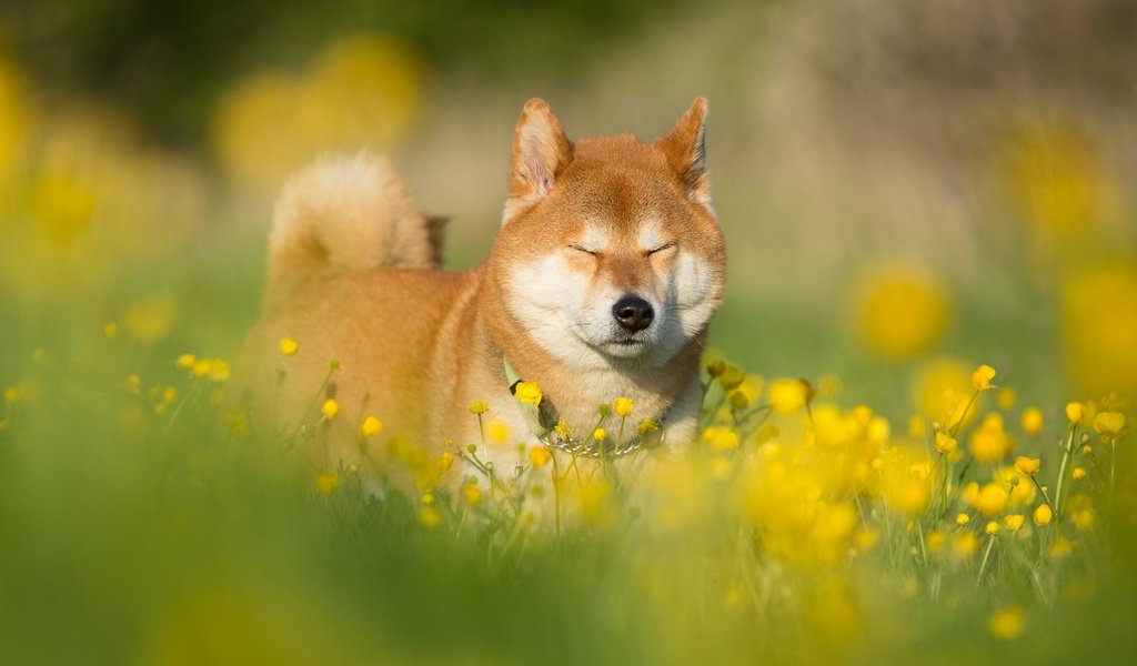 Обои морда, цветы, трава, лето, собака, друг, сиба-ину, face, flowers, grass, summer, dog, each, shiba inu разрешение 1999x1257 Загрузить