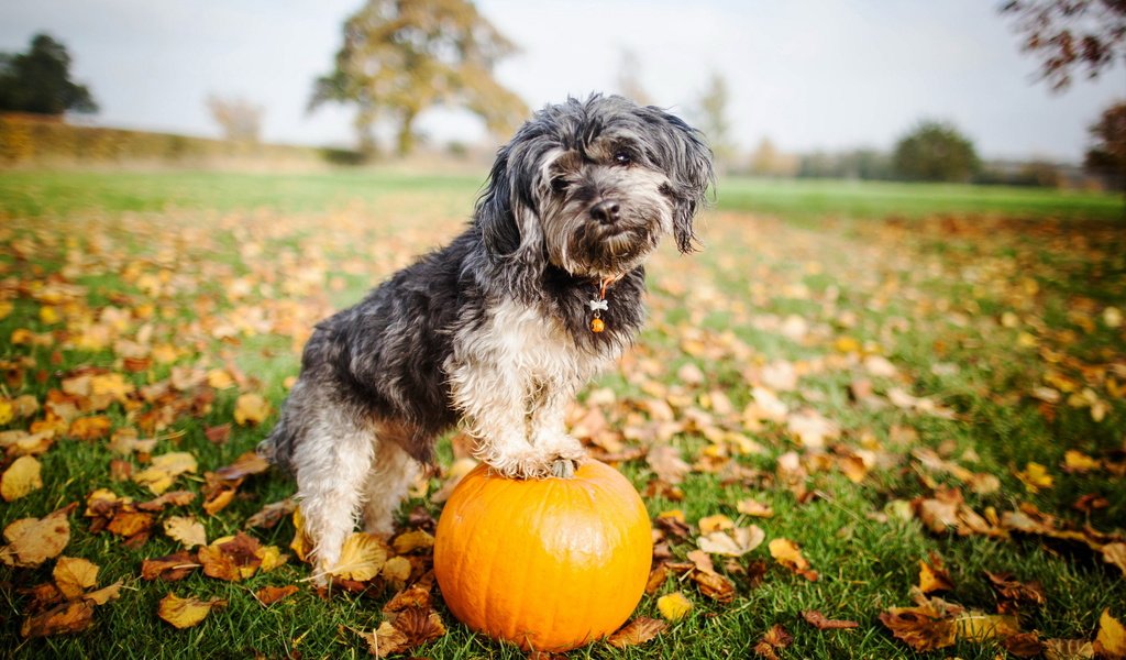 Обои взгляд, собака, друг, тыква, look, dog, each, pumpkin разрешение 2560x1600 Загрузить