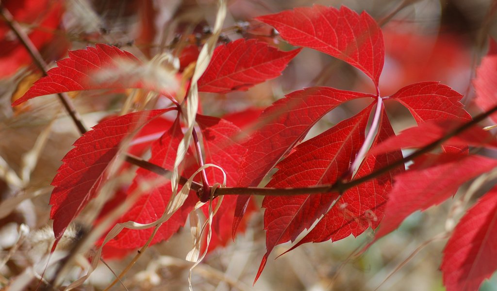Обои ветка, природа, листья, осень, багрянец, branch, nature, leaves, autumn, the crimson разрешение 2048x1440 Загрузить