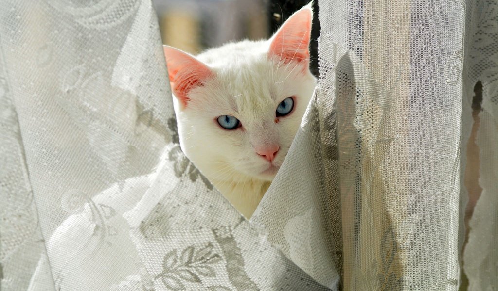 Обои глаза, кот, взгляд, киска, занавески, котэ, eyes, cat, look, pussy, curtains, kote разрешение 2048x1365 Загрузить