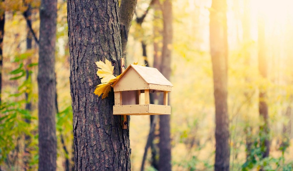 Обои лес, осень, домик для птиц, forest, autumn, house for birds разрешение 2508x1672 Загрузить