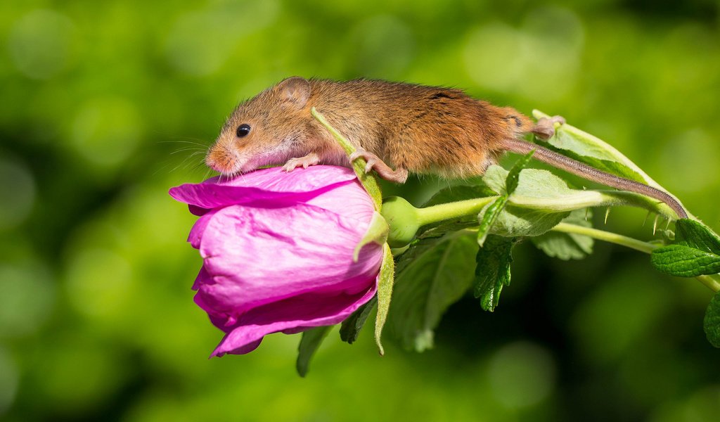 Обои цветок, мышка, harvest mouse, мышь-малютка, flower, mouse, the mouse is tiny разрешение 2048x1394 Загрузить