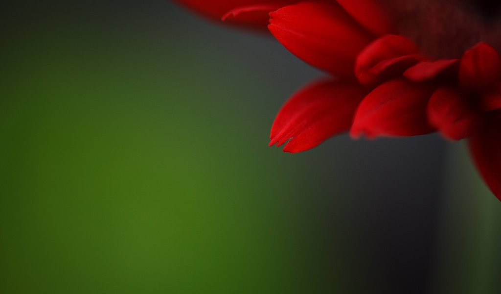 Обои фон, цветок, лепестки, красный, background, flower, petals, red разрешение 2048x1496 Загрузить