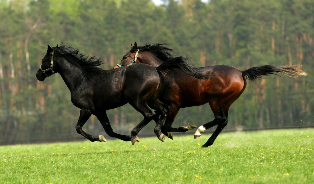 Обои зелень, лес, поле, лето, лошади, кони, два, двое, скачут, jump, greens, forest, field, summer, horse, horses, two разрешение 2880x1920 Загрузить