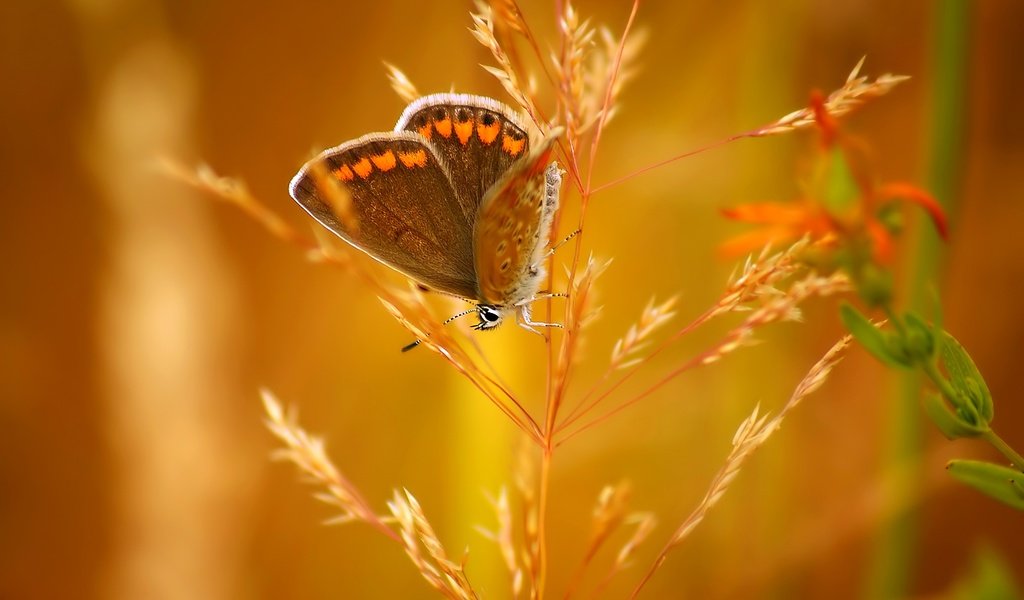 Обои насекомое, бабочка, колосок, боке, insect, butterfly, spike, bokeh разрешение 3650x2219 Загрузить