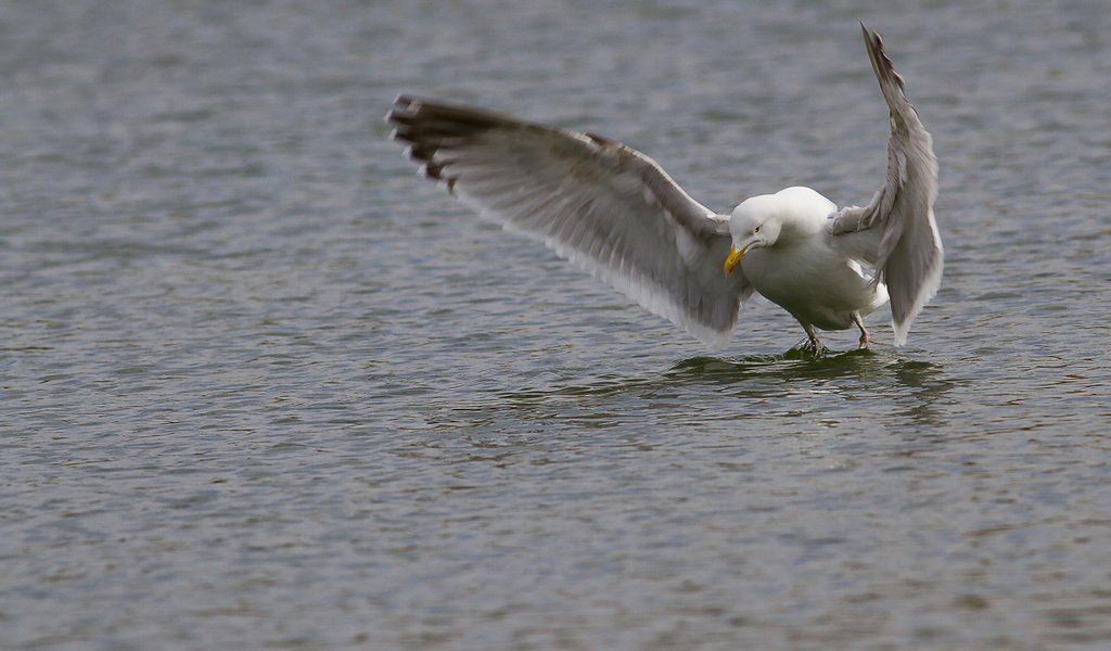 Обои вода, крылья, чайка, птица, клюв, перья, взмах, water, wings, seagull, bird, beak, feathers, stroke разрешение 2048x1365 Загрузить