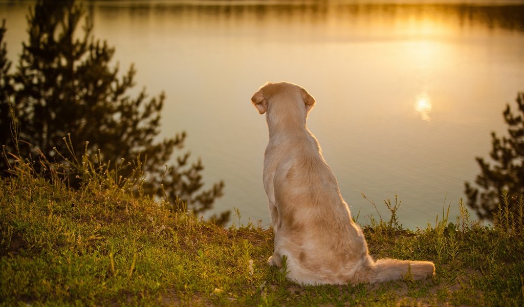 Обои вода, закат, настроение, собака, золотистый ретривер, water, sunset, mood, dog, golden retriever разрешение 2880x1916 Загрузить