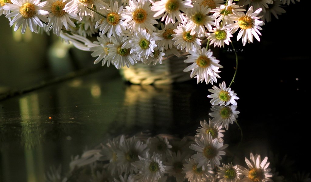 Обои цветы, отражение, ромашки, отрожение, flowers, reflection, chamomile, otrozhenie разрешение 2560x1707 Загрузить