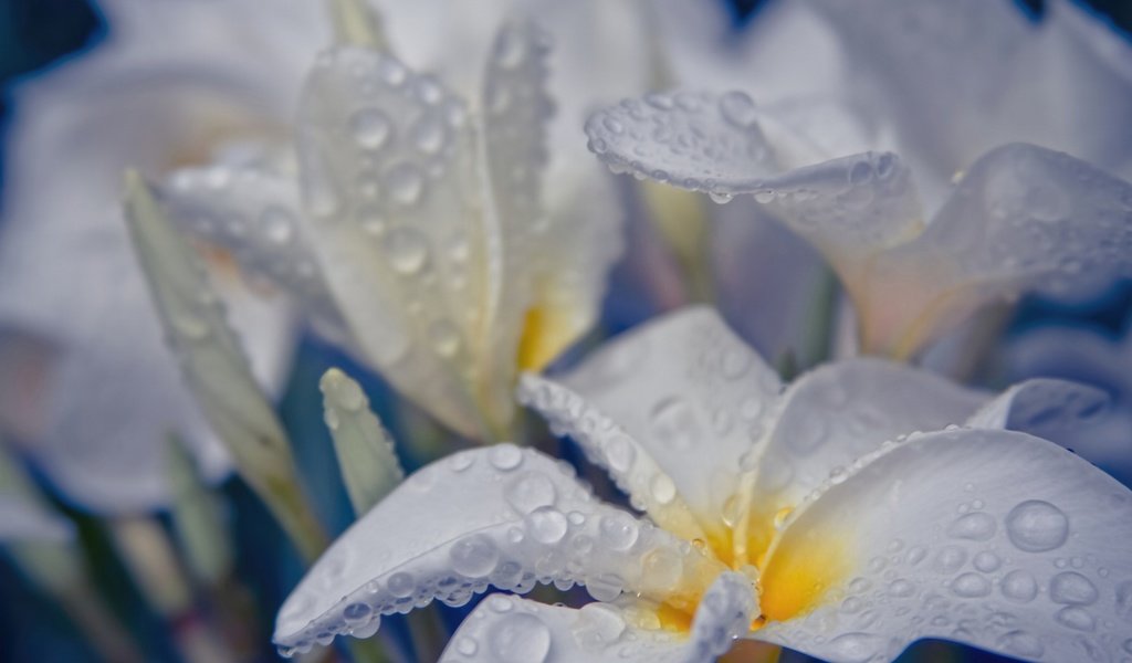 Обои цветы, вода, капли, белые, flowers, water, drops, white разрешение 2048x1365 Загрузить