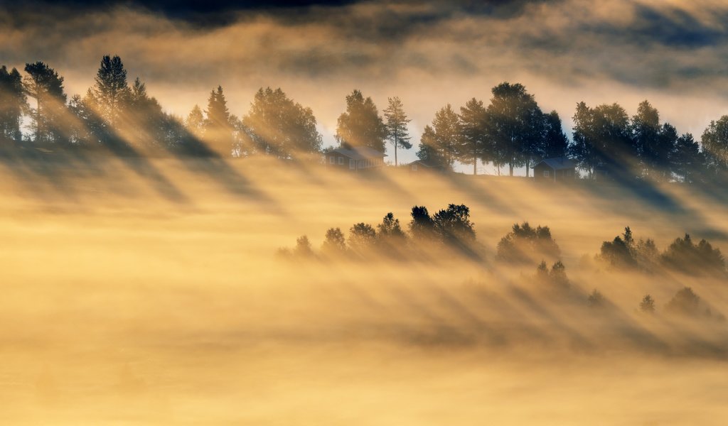 Обои деревья, лес, утро, туман, поле, trees, forest, morning, fog, field разрешение 5079x2857 Загрузить