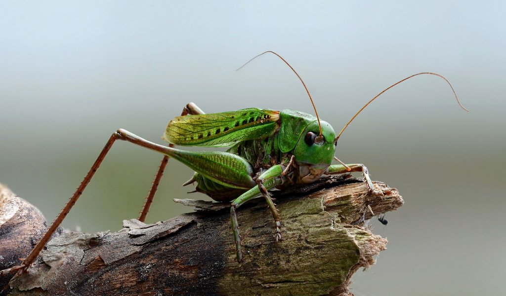 Обои природа, макро, насекомое, кузнечик, на природе, nature, macro, insect, grasshopper разрешение 2560x1440 Загрузить
