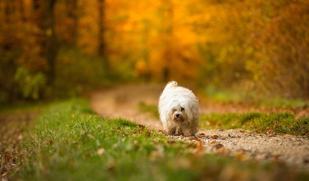 Обои взгляд, осень, собака, друг, look, autumn, dog, each разрешение 2048x1142 Загрузить