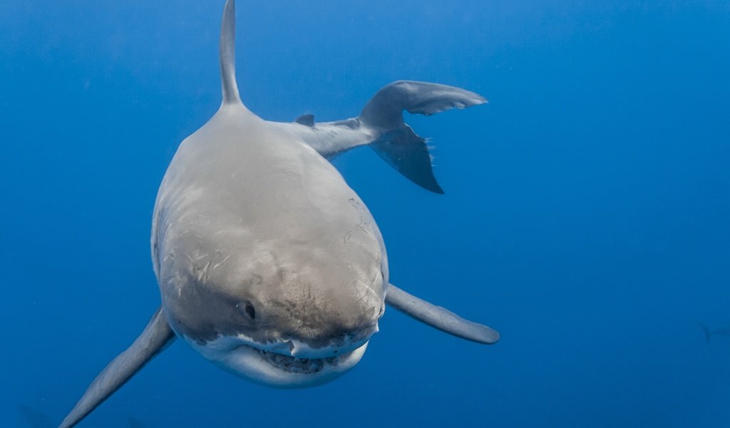 Обои море, акула, белая акула, sea, shark, white shark разрешение 2560x1707 Загрузить