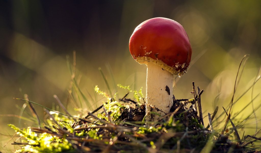 Обои природа, осень, гриб, nature, autumn, mushroom разрешение 1920x1279 Загрузить