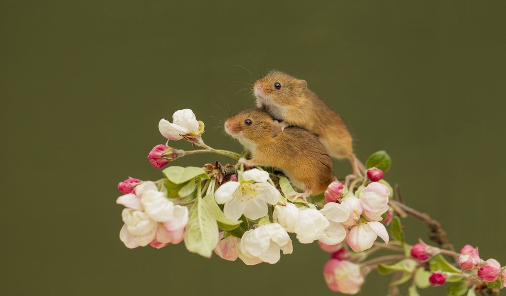 Обои ветка, парочка, цветки, мышки, harvest mouse, мышь-малютка, branch, a couple, flowers, mouse, the mouse is tiny разрешение 2048x1301 Загрузить