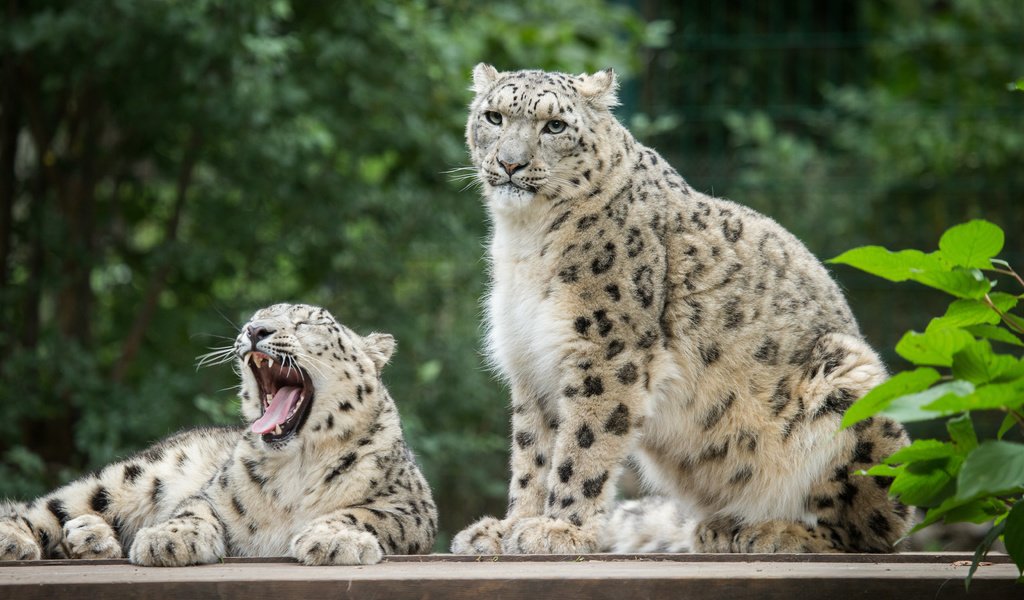 Обои белый, пара, кошки, снежный барс, зевает, ирбис, white, pair, cats, snow leopard, yawns, irbis разрешение 5184x3456 Загрузить