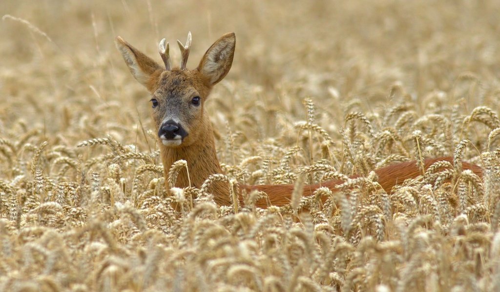 Обои олень, поле, пшеница, deer, field, wheat разрешение 2560x1776 Загрузить