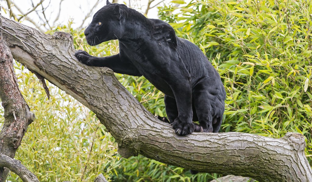 Обои дерево, кошка, черный, ягуар, пантера, ©tambako the jaguar, tree, cat, black, jaguar, panther разрешение 2048x1365 Загрузить