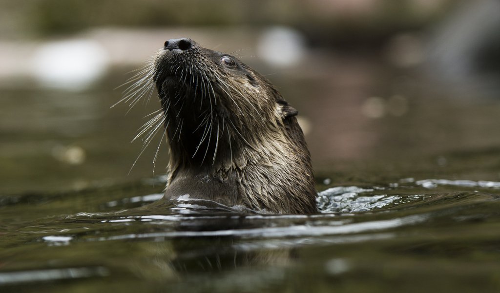 Обои мордочка, усы, водоем, купание, выдра, muzzle, mustache, pond, bathing, otter разрешение 2048x1365 Загрузить