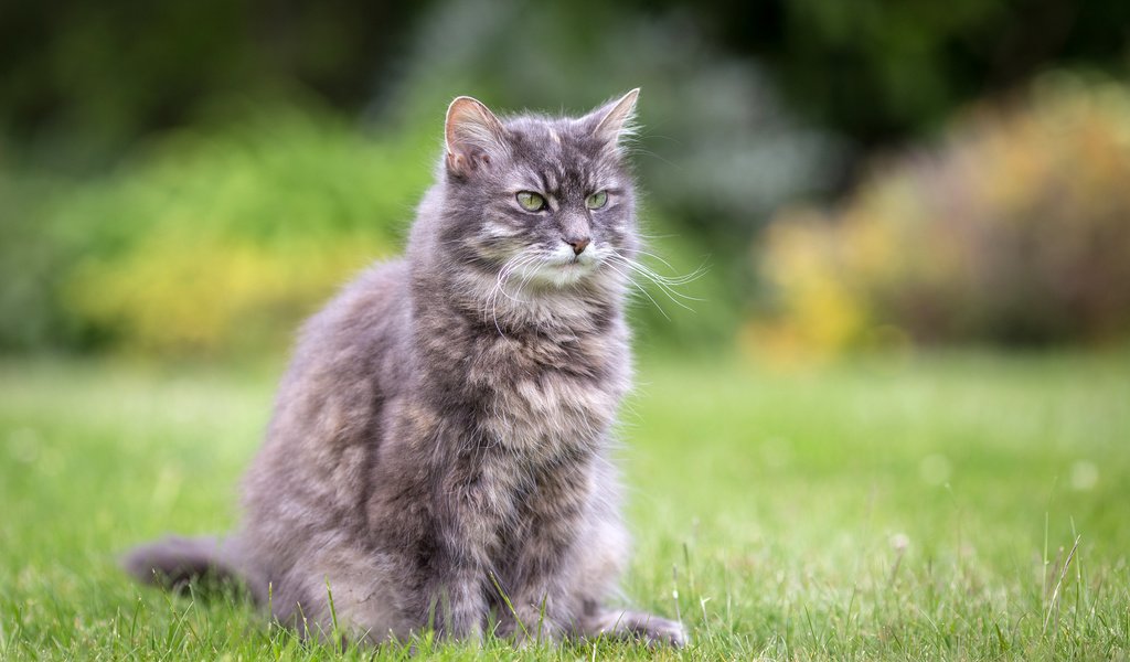 Обои трава, лето, кошка, сидит, серая, лужайка, пушистая, grass, summer, cat, sitting, grey, lawn, fluffy разрешение 3000x2000 Загрузить