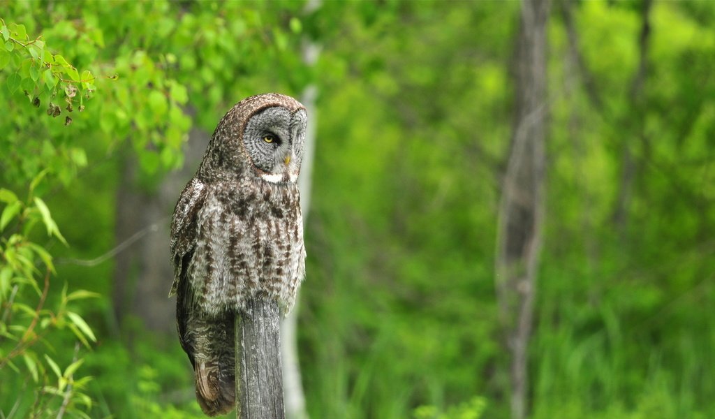 Обои сова, природа, лето, птица, неясыть, owl, nature, summer, bird разрешение 2560x1440 Загрузить