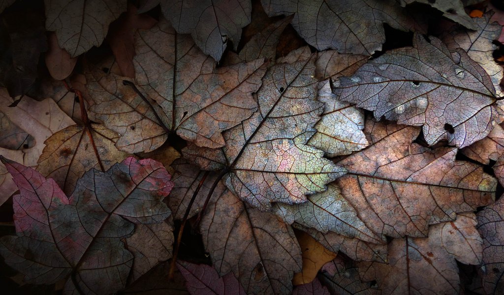 Обои вода, листья, роса, капли, осень, water, leaves, rosa, drops, autumn разрешение 2048x1480 Загрузить