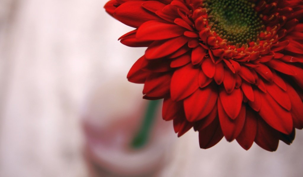 Обои цветок, лепестки, красные, гербера, flower, petals, red, gerbera разрешение 3888x2592 Загрузить