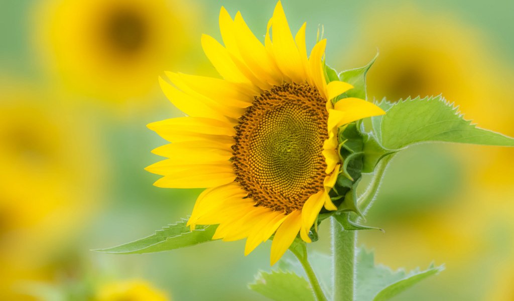 Обои макро, поле, лепестки, подсолнух, macro, field, petals, sunflower разрешение 2048x1365 Загрузить