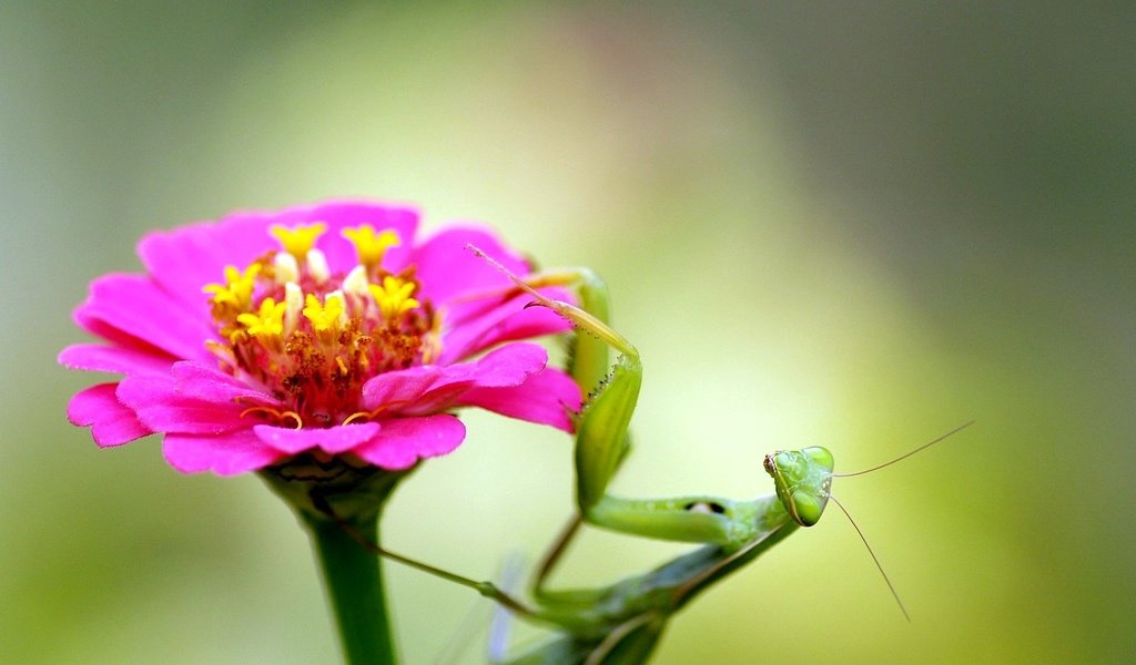 Обои насекомое, цветок, богомол, insect, flower, mantis разрешение 1920x1440 Загрузить