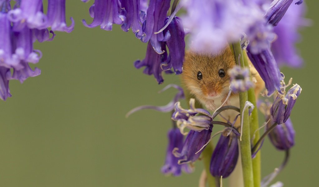 Обои цветы, макро, колокольчики, мышка, harvest mouse, мышь-малютка, flowers, macro, bells, mouse, the mouse is tiny разрешение 2048x1307 Загрузить