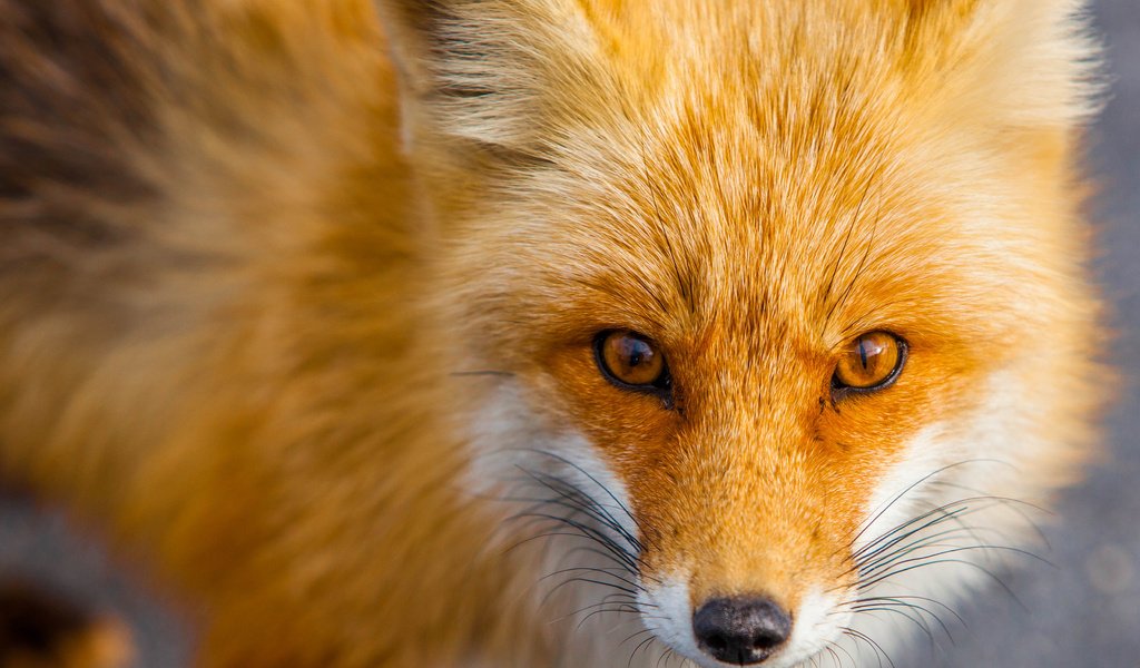 Обои мордочка, взгляд, рыжая, лиса, хищник, лисица, животное, muzzle, look, red, fox, predator, animal разрешение 5056x3671 Загрузить