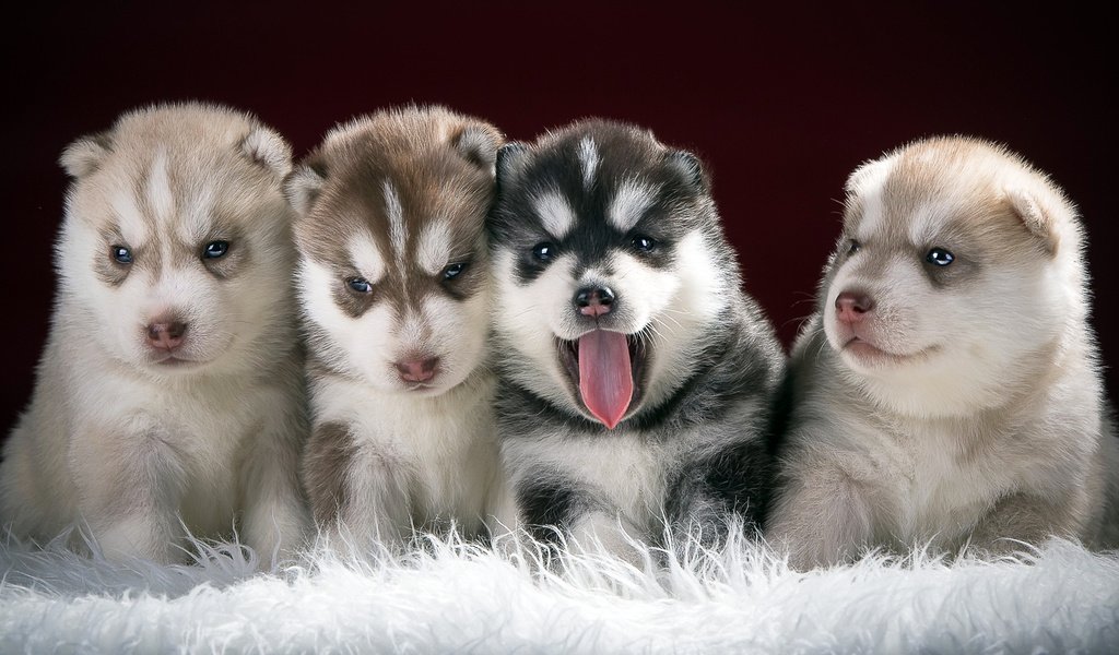 Обои хаски, щенки, собаки, husky, puppies, dogs разрешение 1920x1080 Загрузить