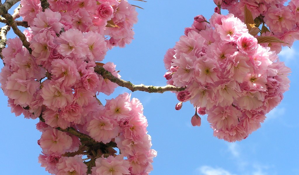 Обои небо, цветы, ветки, сакура, флора, the sky, flowers, branches, sakura, flora разрешение 2288x1712 Загрузить