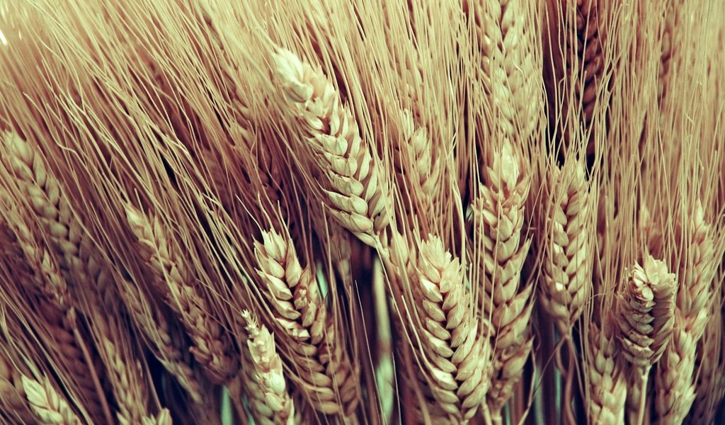 Обои макро, колосья, пшеница, урожай, macro, ears, wheat, harvest разрешение 2560x1600 Загрузить