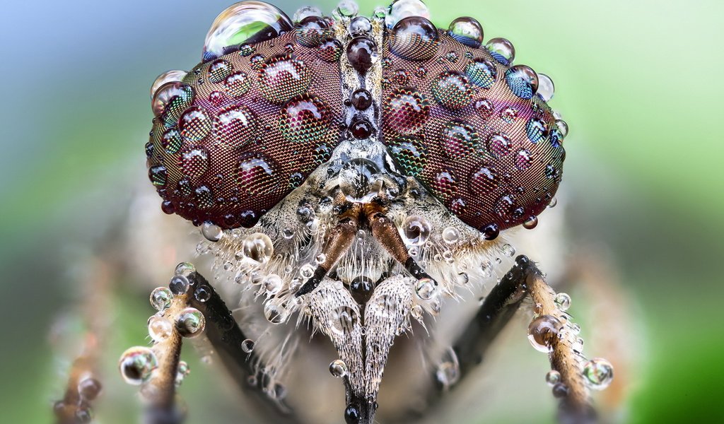 Обои макро, насекомое, фон, macro, insect, background разрешение 1920x1200 Загрузить