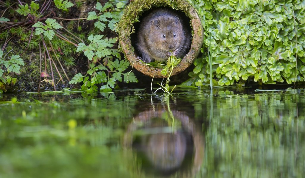 Обои вода, the rat molehill, растения, зеленая, труба, заводы, крыса, нора, водяная полёвка, грин, water, plants, green, pipe, rat, nora, water vole разрешение 2880x1920 Загрузить