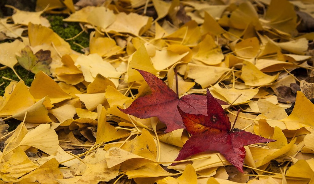 Обои природа, листья, осень, nature, leaves, autumn разрешение 1920x1280 Загрузить