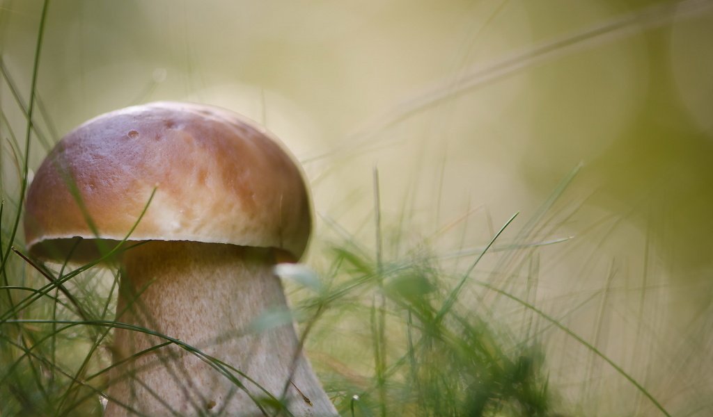 Обои природа, осень, гриб, nature, autumn, mushroom разрешение 1920x1272 Загрузить