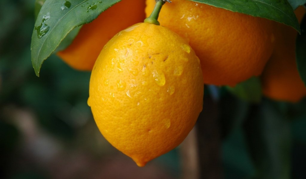 Обои фрукты, лимон, плоды, лимоны, кислота, fruit, lemon, lemons, acid разрешение 1920x1200 Загрузить