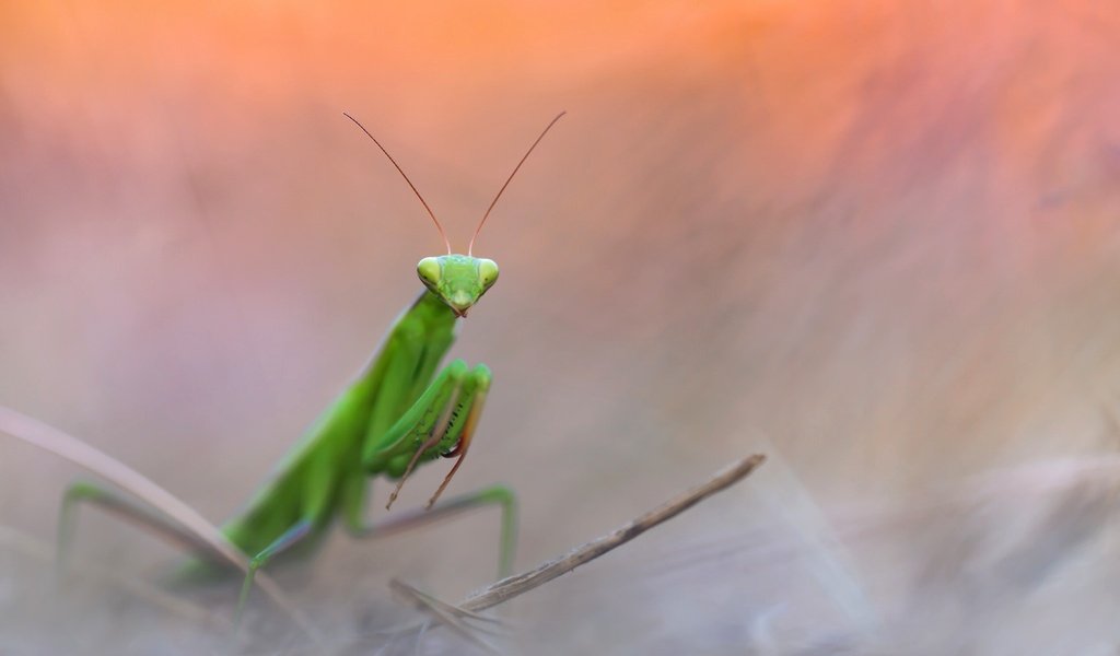 Обои природа, насекомое, фон, богомол, nature, insect, background, mantis разрешение 2048x1302 Загрузить