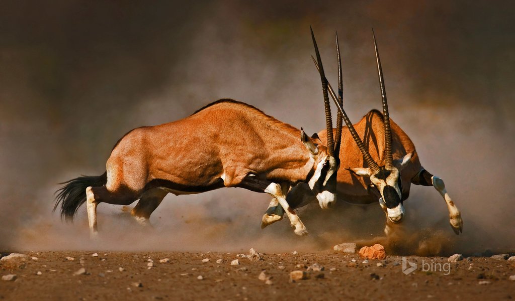 Обои африка, рога, намибия, etosha national park, антилопы, турнир, africa, horns, namibia, antelope, tournament разрешение 1920x1200 Загрузить