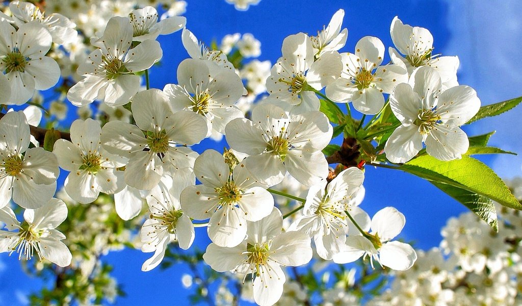 Обои небо, цветы, ветки, вишенка, флора, the sky, flowers, branches, cherry, flora разрешение 2001x1293 Загрузить