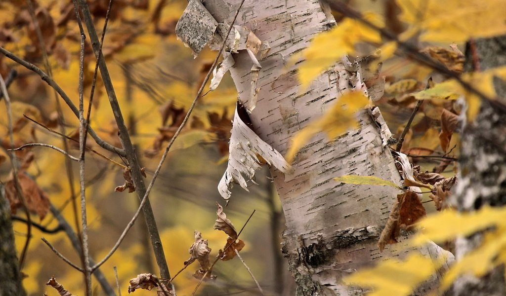 Обои дерево, листья, осень, кора, береза, tree, leaves, autumn, bark, birch разрешение 2560x1707 Загрузить