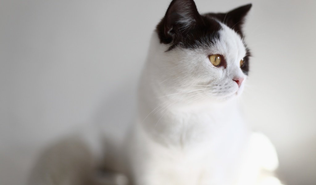 Обои кот, мордочка, усы, кошка, взгляд, белый, cat, muzzle, mustache, look, white разрешение 5616x3744 Загрузить