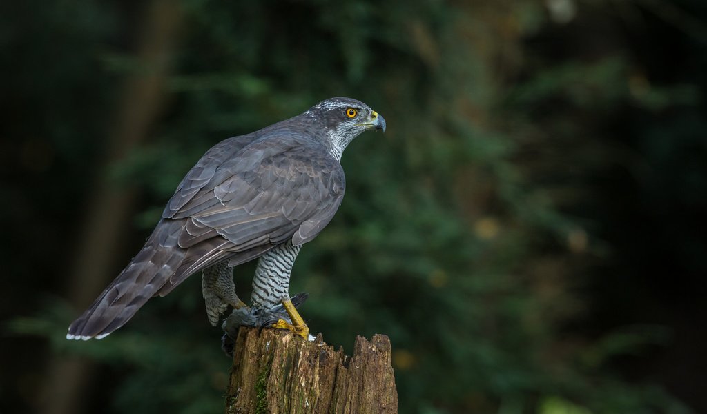 Обои природа, птица, клюв, хищная, ястреб-тетеревятник, nature, bird, beak, predatory, goshawk разрешение 2048x1365 Загрузить