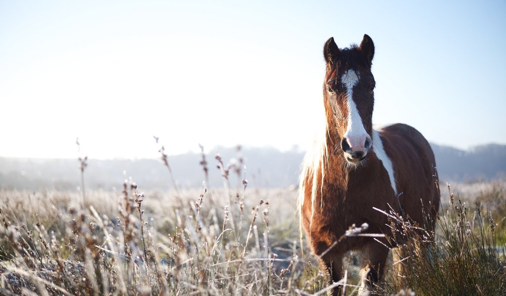 Обои природа, фон, конь, nature, background, horse разрешение 2048x1368 Загрузить